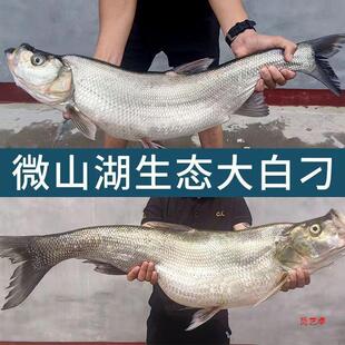大翘嘴鱼刁子鱼大白刁白条鱼新鲜现杀净膛翘壳野生白丝鱼-阿里巴巴