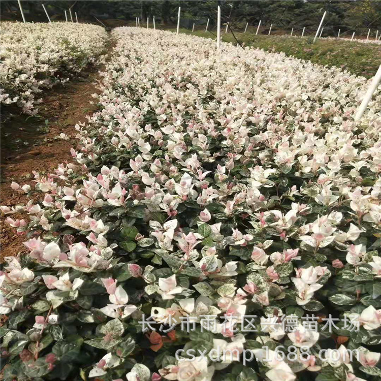 微信图片_201911061014371