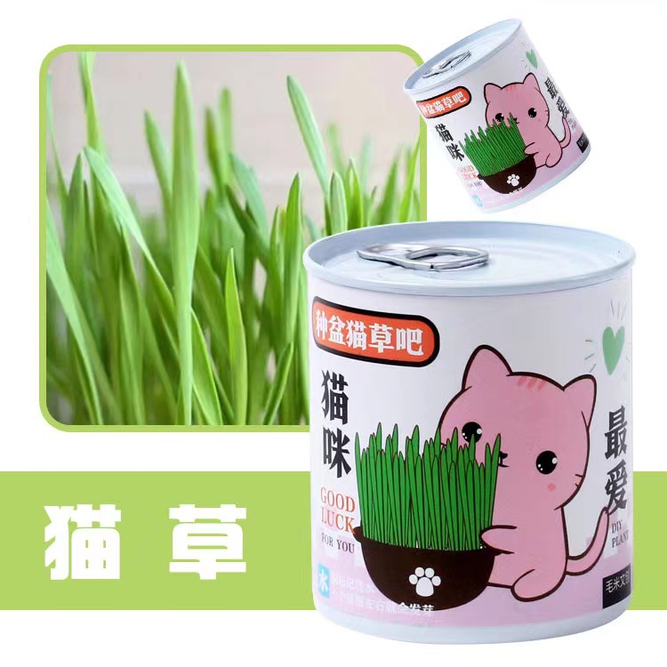 ֲް칫ҴɫСԻDIYֲѧͷƷ