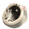 Милый британский короткошерстный