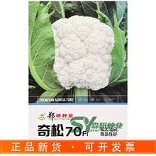 郑研奇松70花椰菜种子花球松大商品性好早中熟青梗松花菜杂交白花