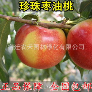 ���闗��҉����Ҙ� �����Ҙ���������� �t�~������ ������Y��