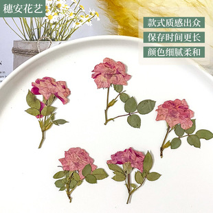 Dried Flower Material Embossed Specimen with Branches Rose Handmade DIY Material Dried Flower Material Bag Home Shooting Props Flower