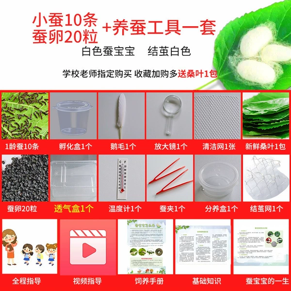 10 SF silkworms + 20 silkworm eggs + mulberry leaves + a set of silkworm raising tools (SF Express)