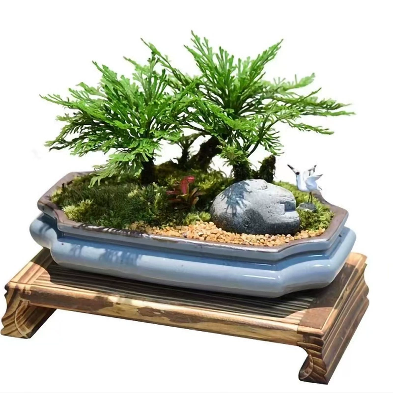 菩陶堂 Micro-landscape DIY potted landscaping ceramic Ge Kiln flower pot elm tree red sandalwood banyan tree large simple pot