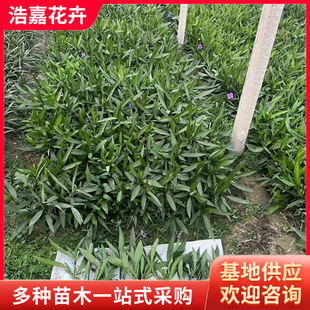 Purple-Flowered Reed Cup Seedlings, Potted Seedlings, Garden Green Plants, Cold-Resistant and Drought-Resistant, Evergreen All Year Round, Reed Cup Seedlings