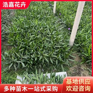 紫花翠芦莉杯苗盆栽苗木 园林绿植耐寒耐旱四季常青 翠芦莉杯苗