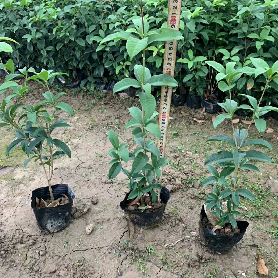 2202 база оптовая поставка в четыре сезона Gui 0,3-2 метра чашки для рассады и контейнерные мешки для саженцев обычно используются для озеленения кустарников