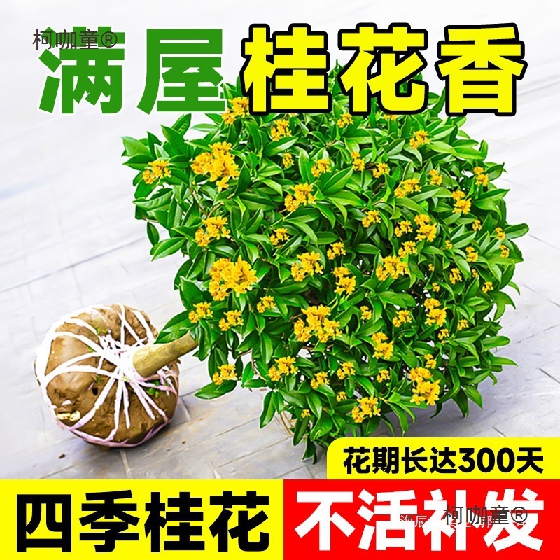 四季桂丹桂带桂花树苗老桩盆栽绿植正宗阳台金桂花苞室内嫁麦太保