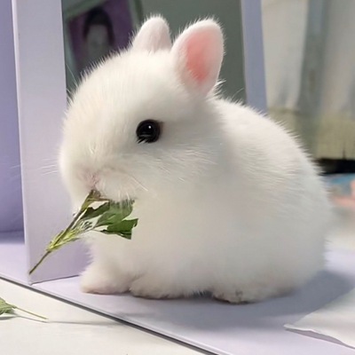 小兔子活体侏儒兔迷你长不大小型公主熊猫垂耳小白兔小型宠物兔