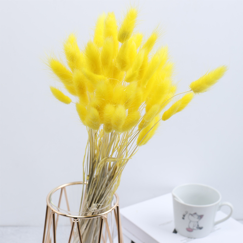 노란 토끼꼬리풀