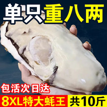 ʮ���8XL��������r����ɽ������rĵϠ�ش��⺣Ϡ��10�ﺣ�r��