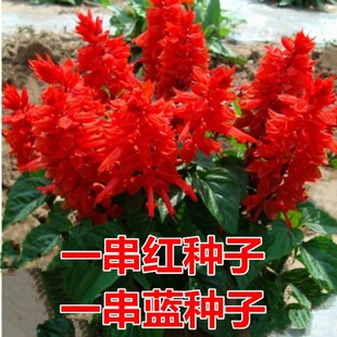 �ļ����׻�һ���t���N�Ӵ��ﲥ�������̨ͥԺ���� һ���t����