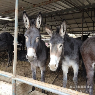 德州驴 肉驴价格 肉驴苗活体的一头 肉驴行情走势