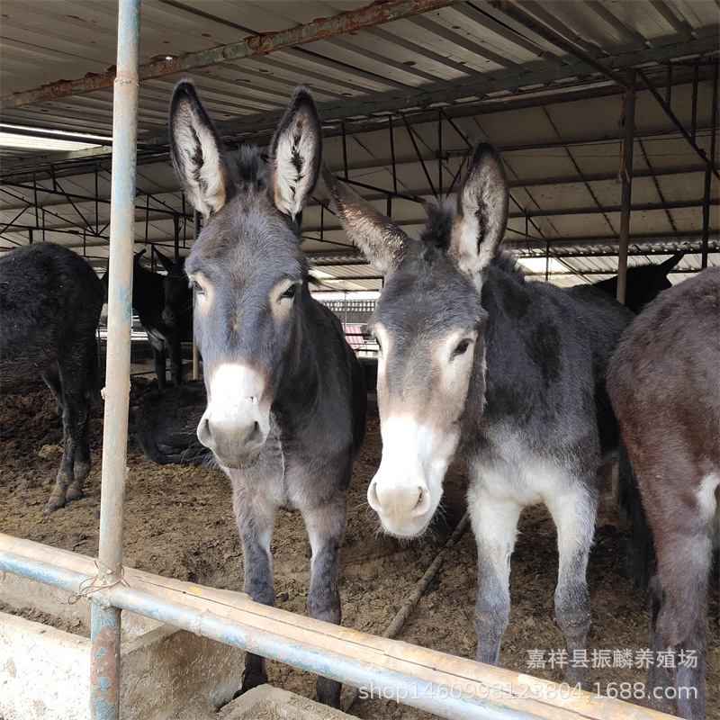 养殖驴苗场 小驴驹养驴场出售肉驴驴驹德州驴苗