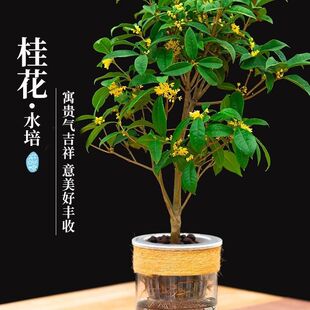 ˮ໨辰•ļ𻨘ȤkbBoԢ⸻F