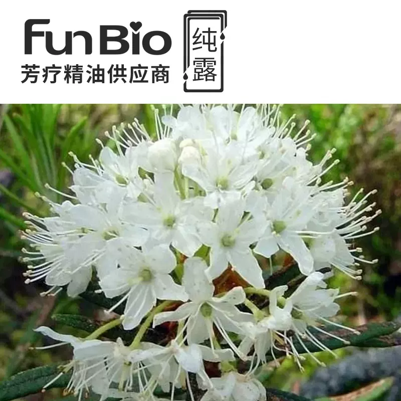 北美格陵兰喇叭茶纯露原料批发植物花水纯露直供格陵兰喇叭茶纯露