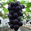 Gylogen Grand Big Jifeng Grape Seedlings Climbing Vine Sunshine Rose Cold Resistant Hymphoic Herbal Planting Fruits and Fruit Seedlings