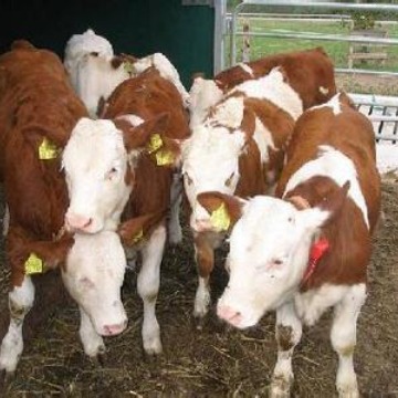 西门塔尔肉牛养殖场 鲁西黄牛犊-利木赞牛-夏洛莱种牛品种价格