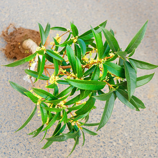 �𻨘������Խ������ͻ����҃���ͥԺ�̨���������_���B�Gֲ��