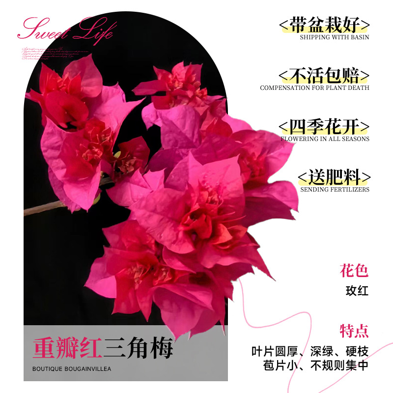 [꽃과 함께 배송되며, 수령 즉시 즐겨보세요] 더블 레드 부겐빌레아 40-50cm