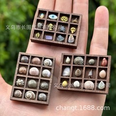跨境微型木质珠宝收纳架桌面饰品展示架收藏贝壳标本爱好者小摆件
