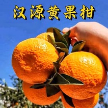 黄果柑四川汉源现摘现发青黄金孕妇水果酸甜可口桔子应季橘子跨境
