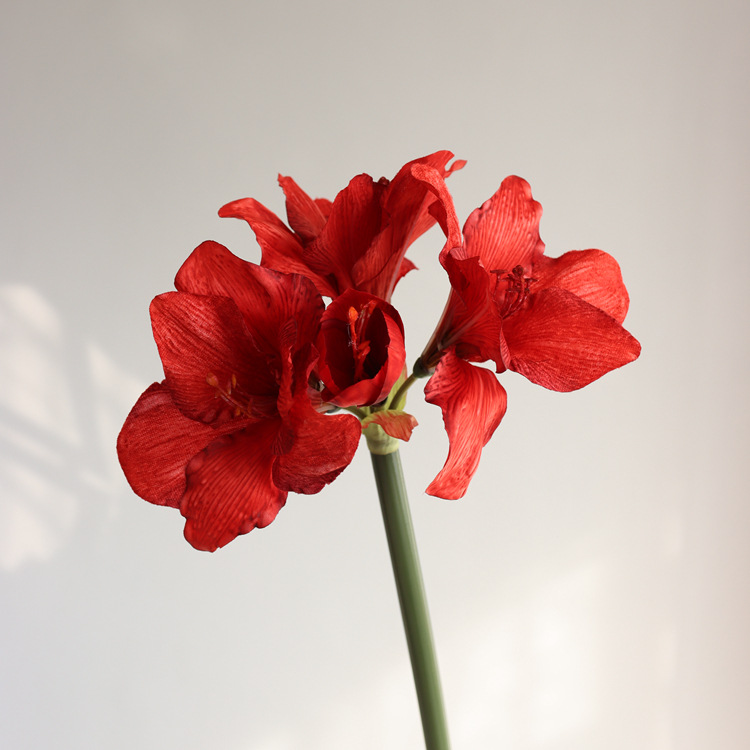 레드 75cm