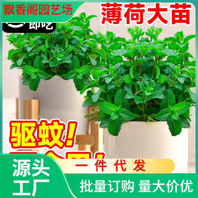 Dropshipping Mint Potted Edible Large Seedlings Indoor Mosquito Repellent Green Plants Rosemary Four-Season Herb Plants Lemon