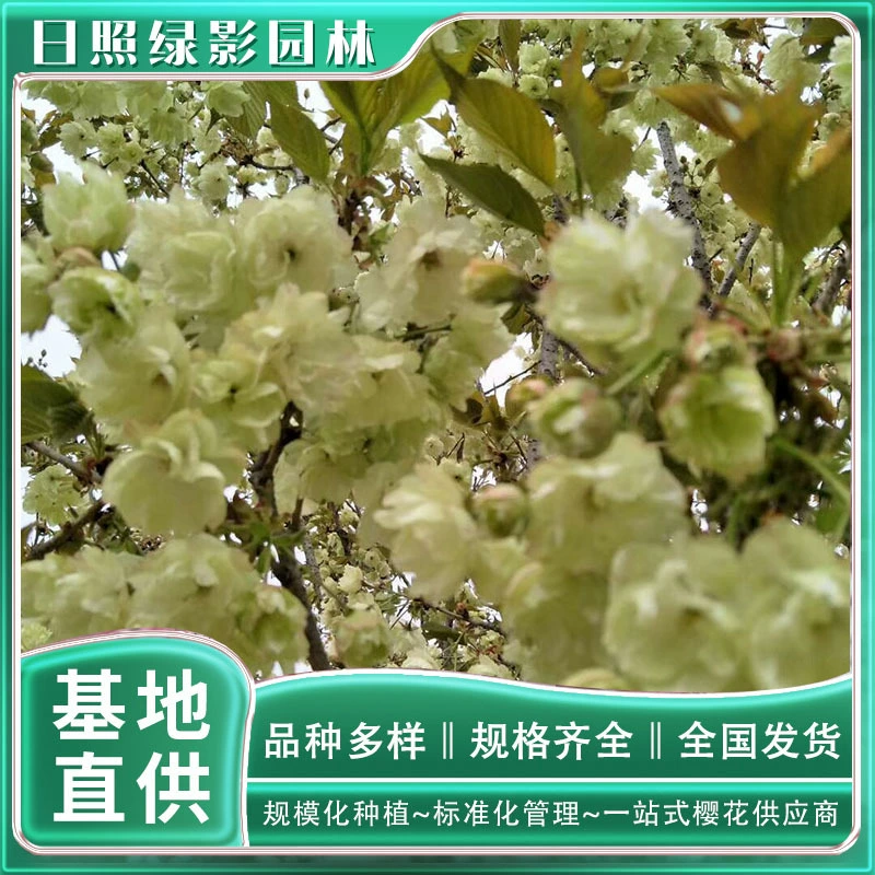 Rizhao Green Shadow Garden 8 см Тюльпан Вишневое дерево Какая рыночная ситуация Тюльпан Вишневые саженцы