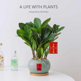 金钱树小盆栽四季植物室内客厅书房招财树绿植办公室工位桌面盆景