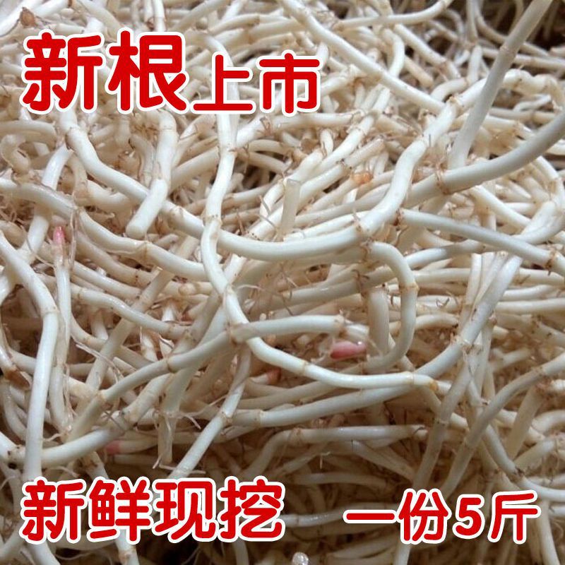【包邮】鱼腥草折耳根新鲜嫩根现挖野生节节根农家自种蔬菜凉拌侧|undefined