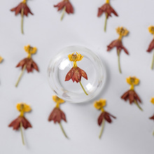 跳舞草 干花压花diy批发押花 可做书签花瓣妆台灯蜡烛绢扇