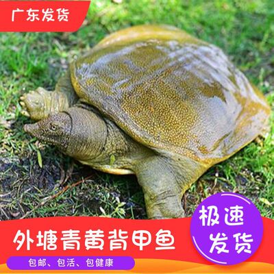 甲魚廣東發貨野外放養活體生態青黃背王八食用滋補中華鼈批發跨境