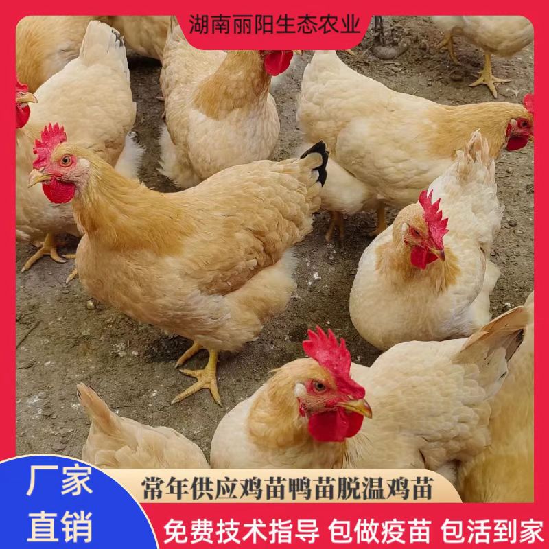 黄土鸡苗出壳三黄土鸡活体另有绿壳蛋鸡红毛公鸡苗农村放养高脚鸡