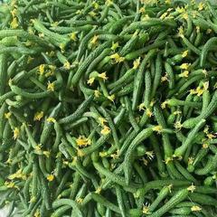 小黄瓜新鲜小黄瓜扭小青瓜新鲜黄瓜手指粗细腌制咸菜下饭菜3/5斤