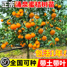 正宗临海涌泉早熟蜜橘苗无核橘子树苗嫁接无籽柑橘桔子苗当年结果
