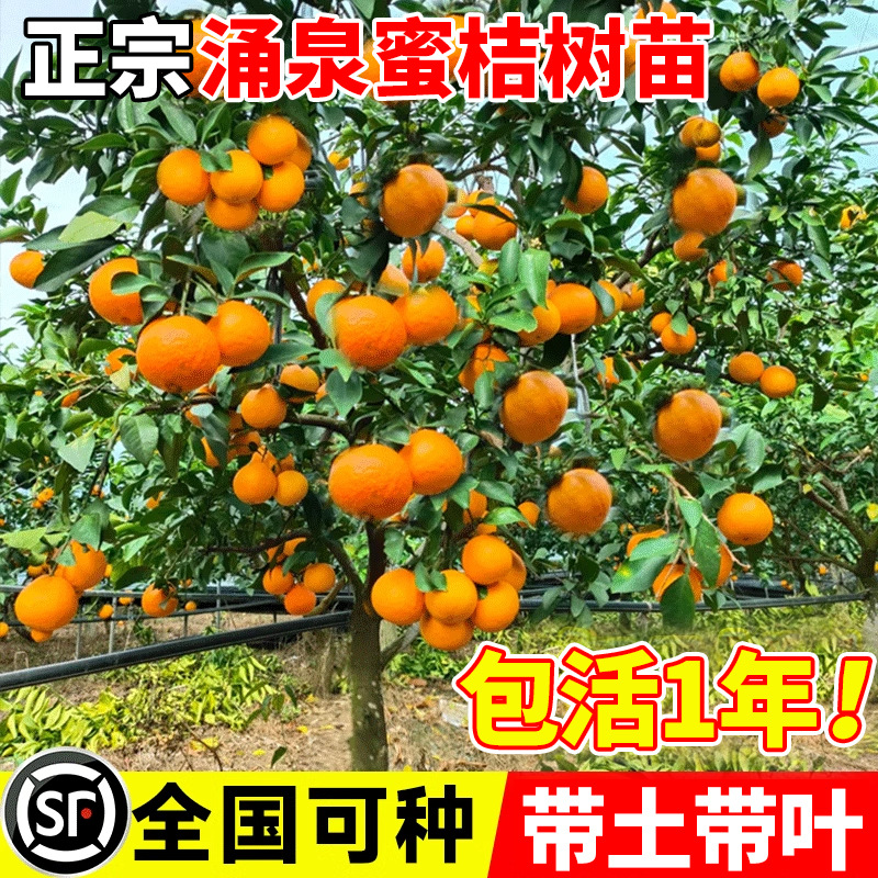 正宗临海涌泉早熟蜜橘苗无核橘子树苗嫁接无籽柑橘桔子苗当年结果
