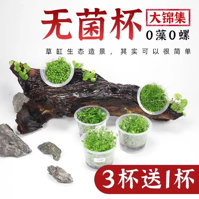 Ландшафтный дизайн аквариума, водные растения, стерильная чашка, японский мини-ползучий гном, жемчужная трава из коровьего волоса, кориандр, передний и задний красный и зеленый дворец