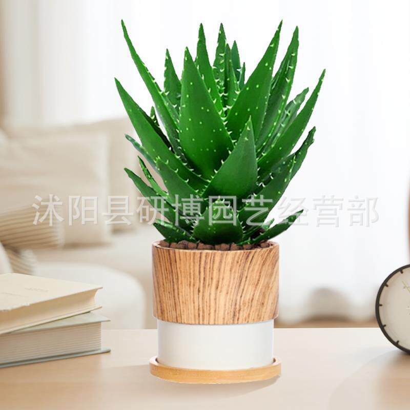 Curacao Aloe Vera sala de macetas belleza irrigación piel verde escritorio de oficina carne ciudad que nunca duerme Aloe Vera flores cactus