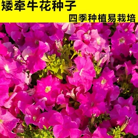 蔬菜种子;粮食作物种子;一二年生花卉