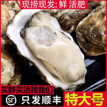 精品生蚝鲜活新鲜海蛎子特大海鲜牡蛎贝壳即食水产批发1箱亚马逊