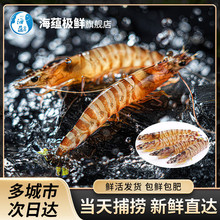 海蕴极鲜【活鲜】鲜活基围虾 九节虾花虾新鲜活虾烧烤食材 30只左