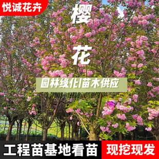 Japanese Cherry Blossom Sapling Base Supplies Roadside Landscape Trees Morning and Evening Cherry Blossom Saplings for Garden Greening Purple Leaf Dwarf Cherry