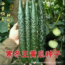 寒冬王黄瓜种子春秋四季高产速生脆甜绿心节节瓜种籽密刺蔬菜种孑