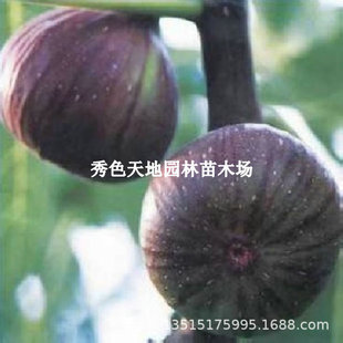 Authentic Masisi Taofen Fig Saplings, Authentic Grafted Fig Saplings, Cold-Resistant Large Fruit Garden Potted Seedlings