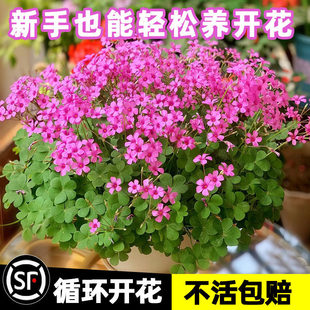 ���{�����~�t���������绨�N�������̨�͟��ͺ�����������ֲ��