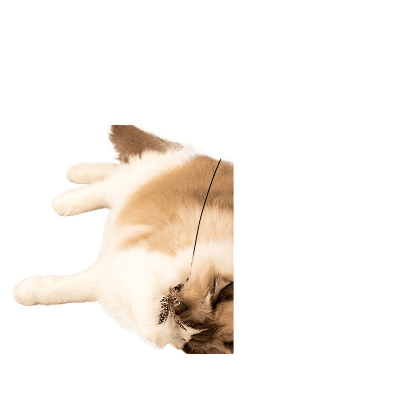 競技用猫じゃらしスティック、猫のおもちゃ、小さな飛んでいる虫の羽の交換用ヘッド、引っかき傷や噛みつきに強い子猫用品、自己楽しみと退屈解消|undefined