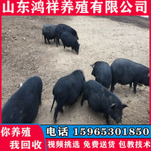 雲南哪里有藏香豬養殖場 純種藏香豬價格 香豬好養殖嗎 種豬養殖
