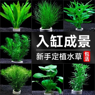 Crazy Aquatic Fish Tank Landscaping Planting Ring Aquatic Plants Real Grass Negative Green Plants Centipede Grass Water Banyan Green Chrysanthemum Manufacturer